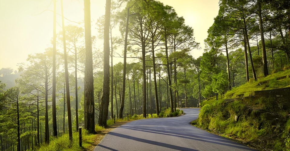 beautiful-sunrise-view-pine-forest-himalaya