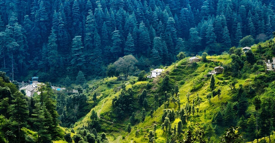beautiful-view-pine-forest-himalaya-range-600nw-1086647894