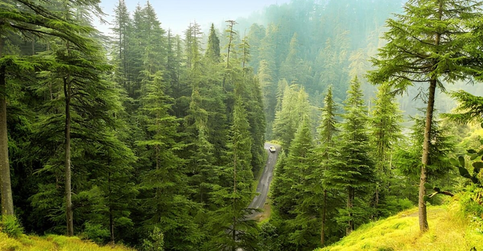 beautiful-view-pine-forest-himalaya-range-600nw-1086650327