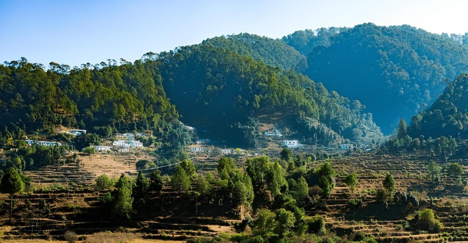 beautiful-view-pine-forest-himalaya-range