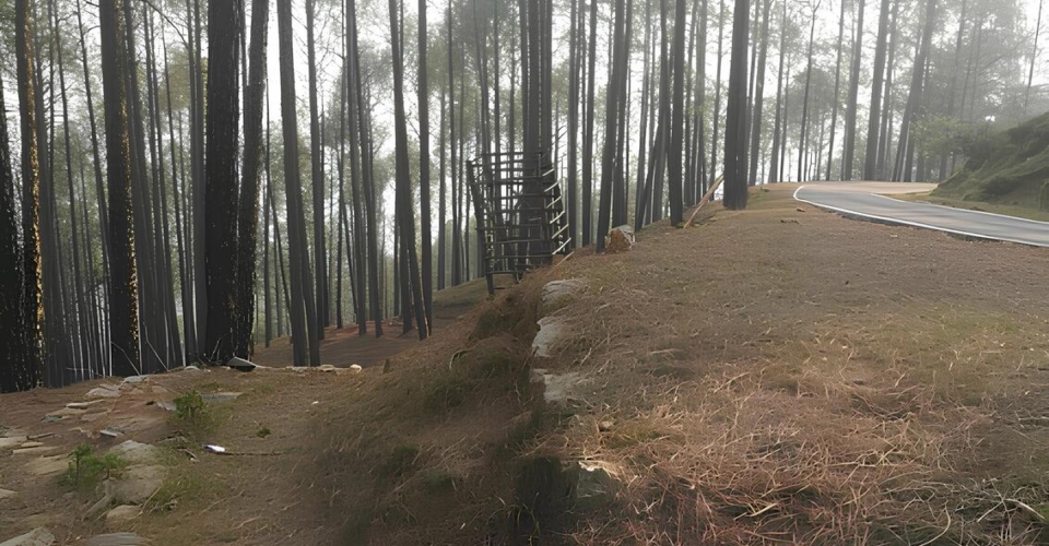 binsar-forest-road-pine-trees