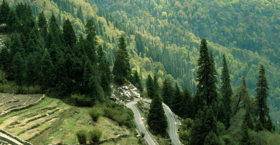 chaukori-winding-forest-road