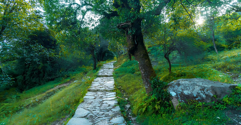 chopta-forest-trekking-path