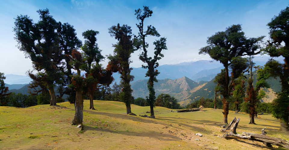 chopta-meadows-pine-trees