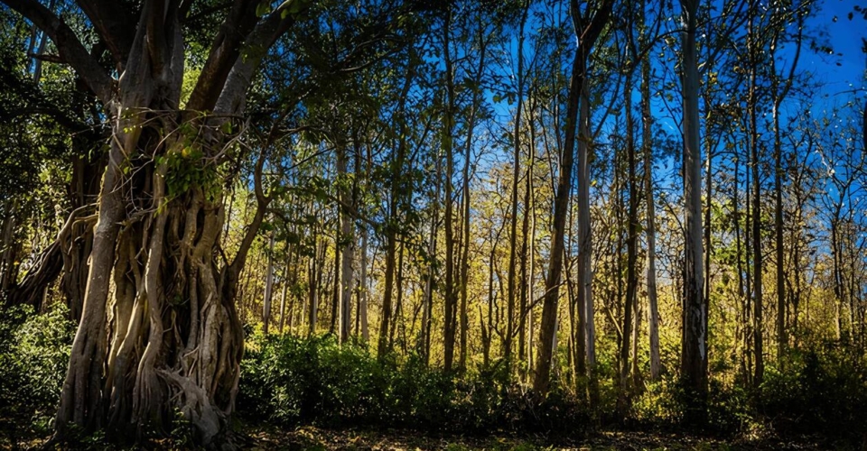 corbett-dense-forest-trees