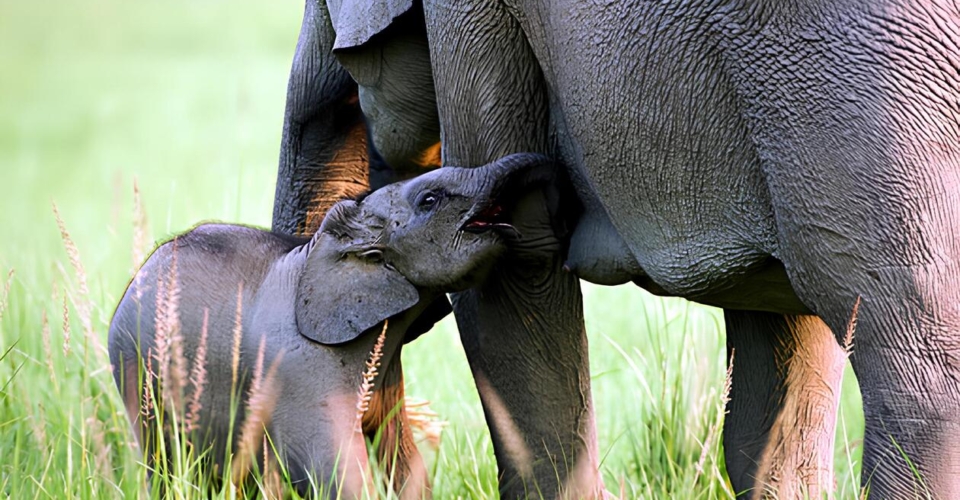 corbett-elephant-calf-nursing