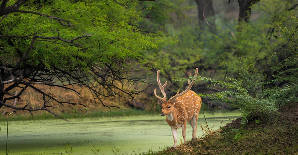 corbett-spotted-deer-water