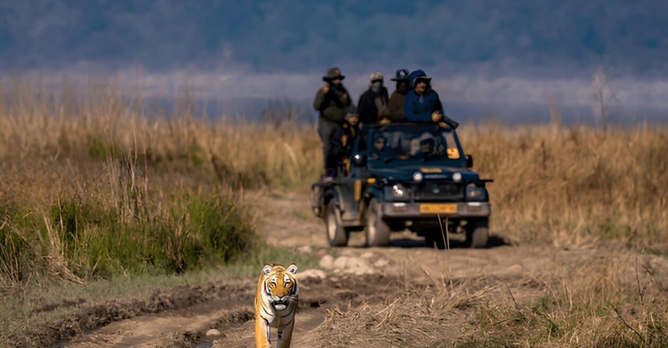 corbett-tiger-approaching-safari-jeep