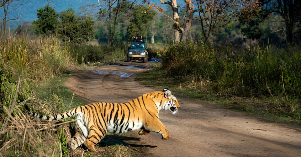 corbett-tiger-crossing-road-jeep