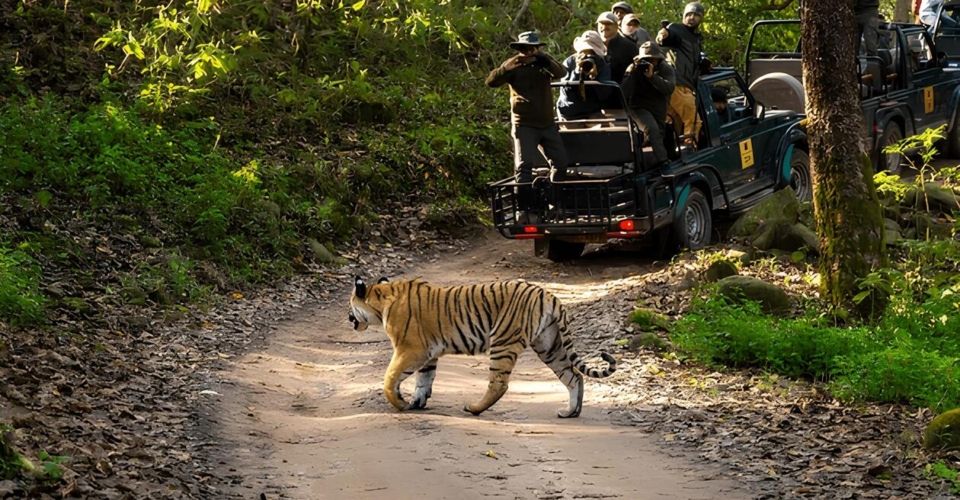 corbett-tiger-walks-past-jeep