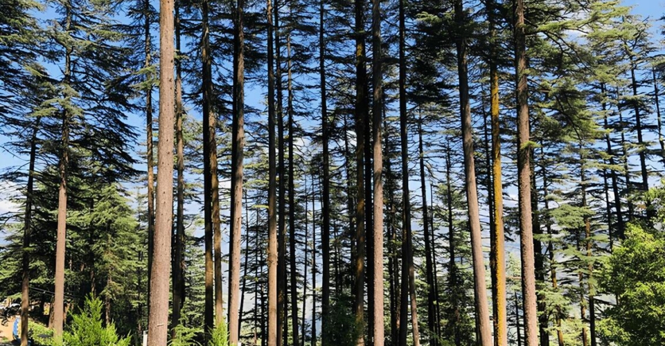green-trees-forest-click-dhanaulti-ecopark