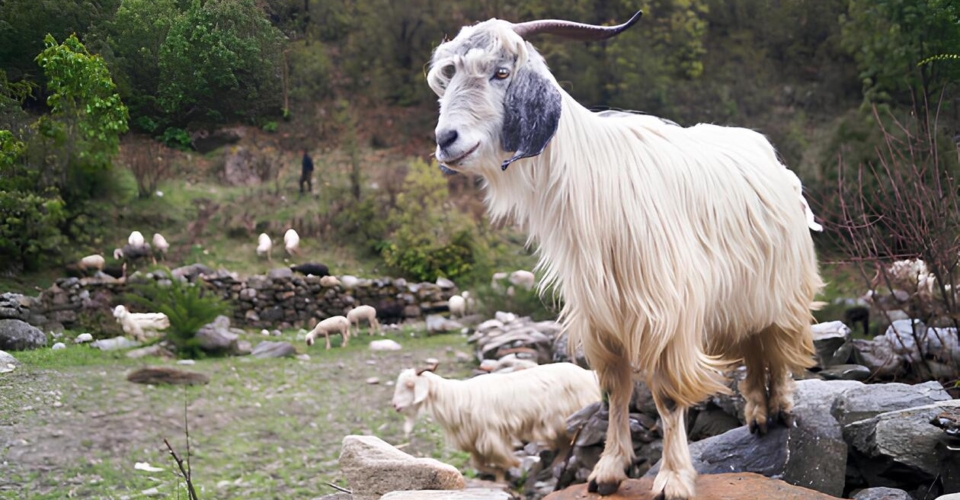 har-ki-dun-mountain-goat-herd