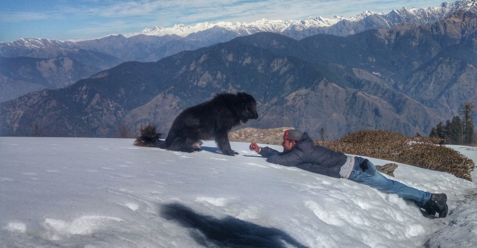 kedarkantha-summit-dog-hiker
