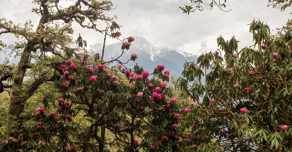 munsyari-rhododendron-flowers-snowy-mountains