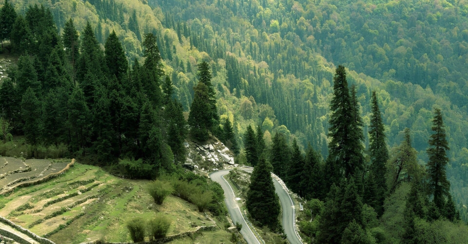 ranikhet-forest-view